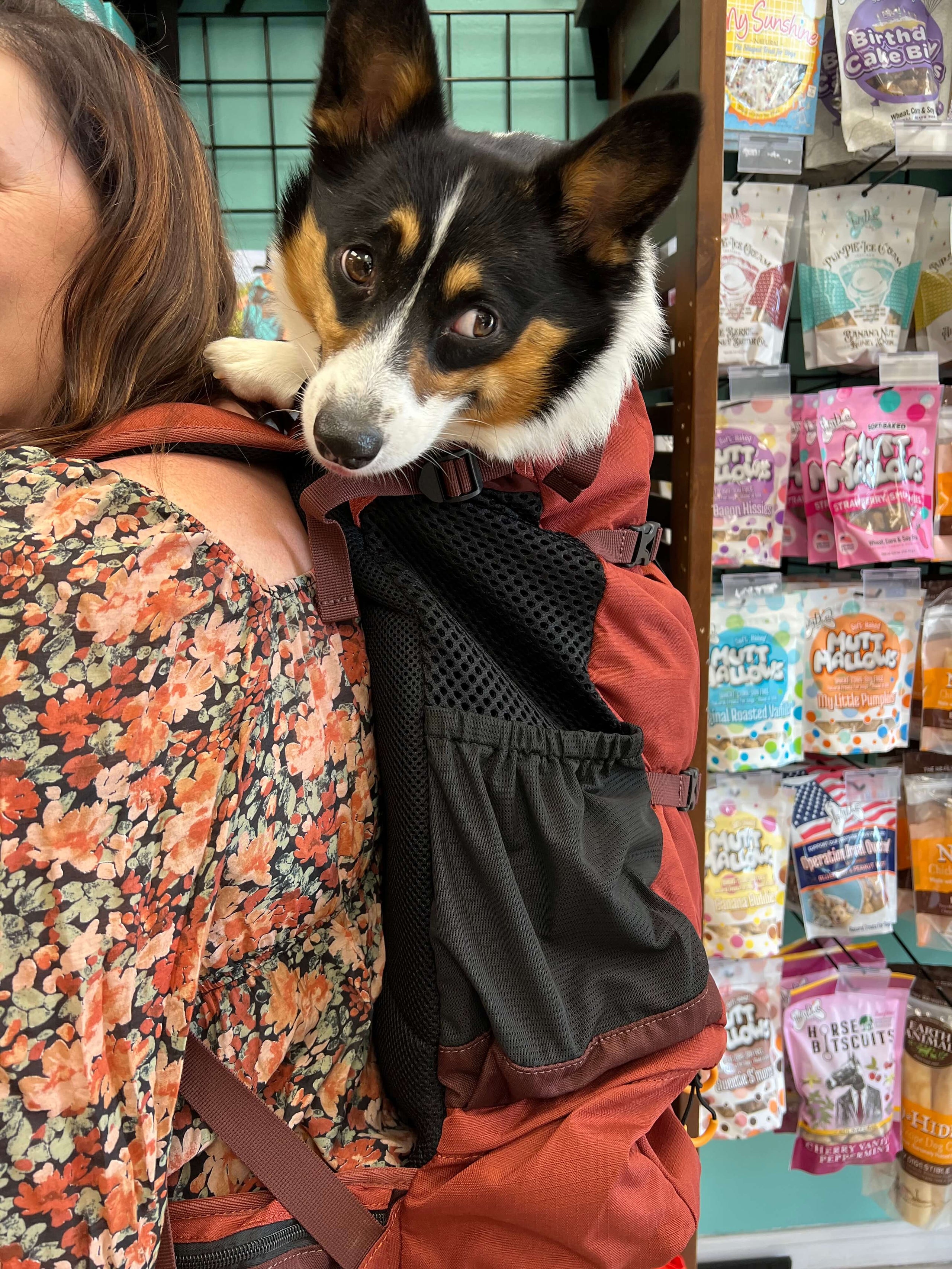 K9 SPORT SACK KNAVIGATE Adventure Pets St. Augustine FL
